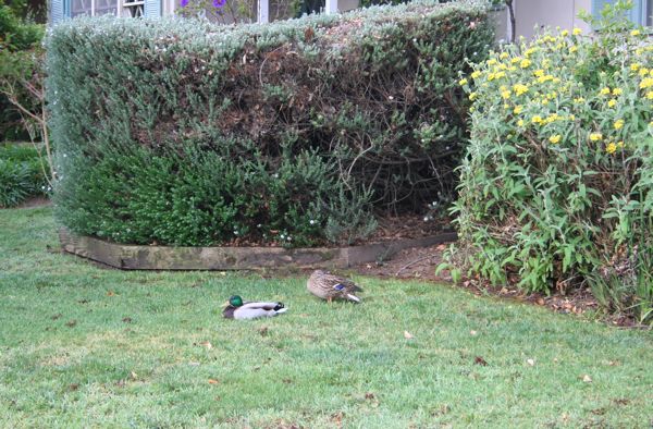 Ducks on the front lawn
