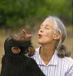 Jane Goodall founded the 